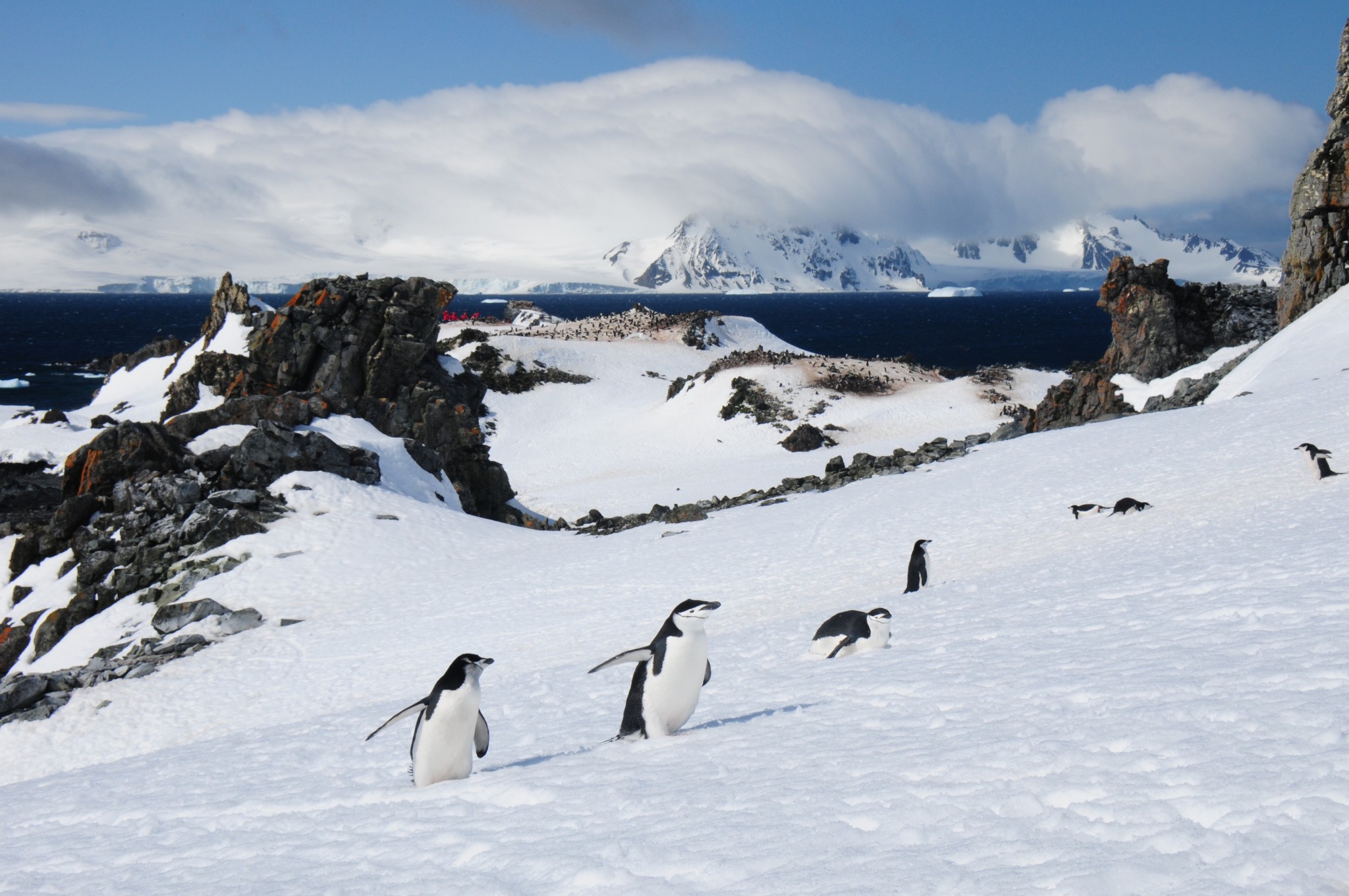 Antarctica and South Georgia Island - Ann Duncan Photography